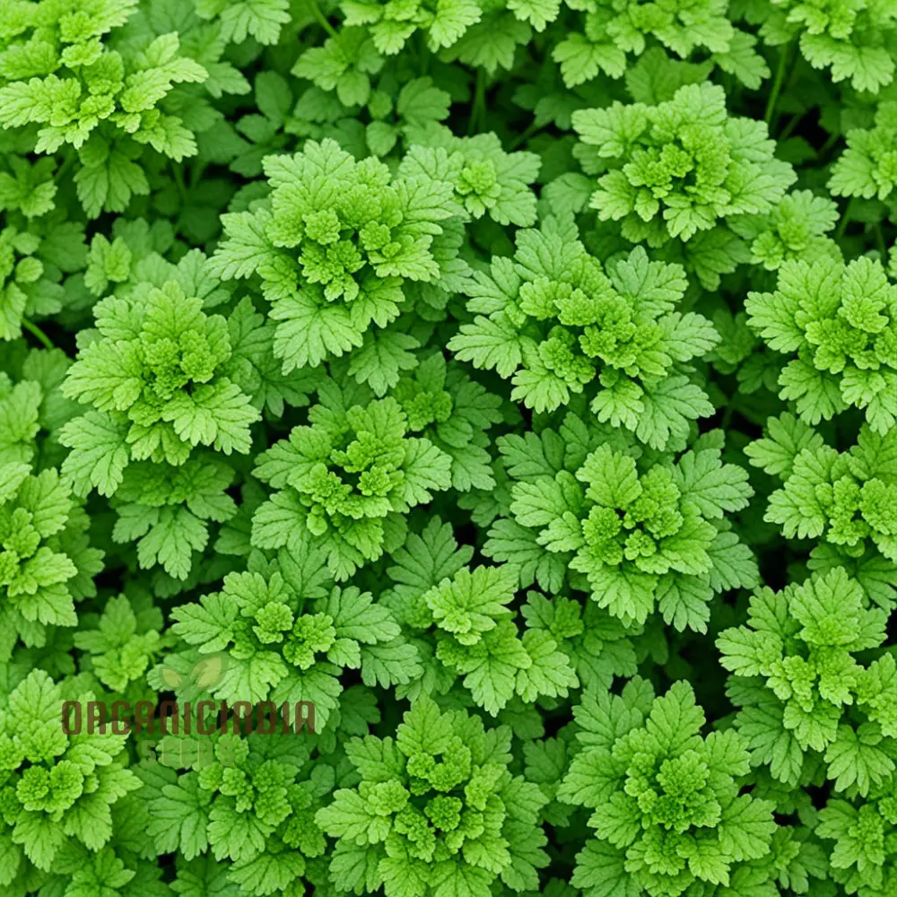 Green Chervil Vegetable Seeds For Planting, Fresh Culinary Herb for Your Garden - Image 3