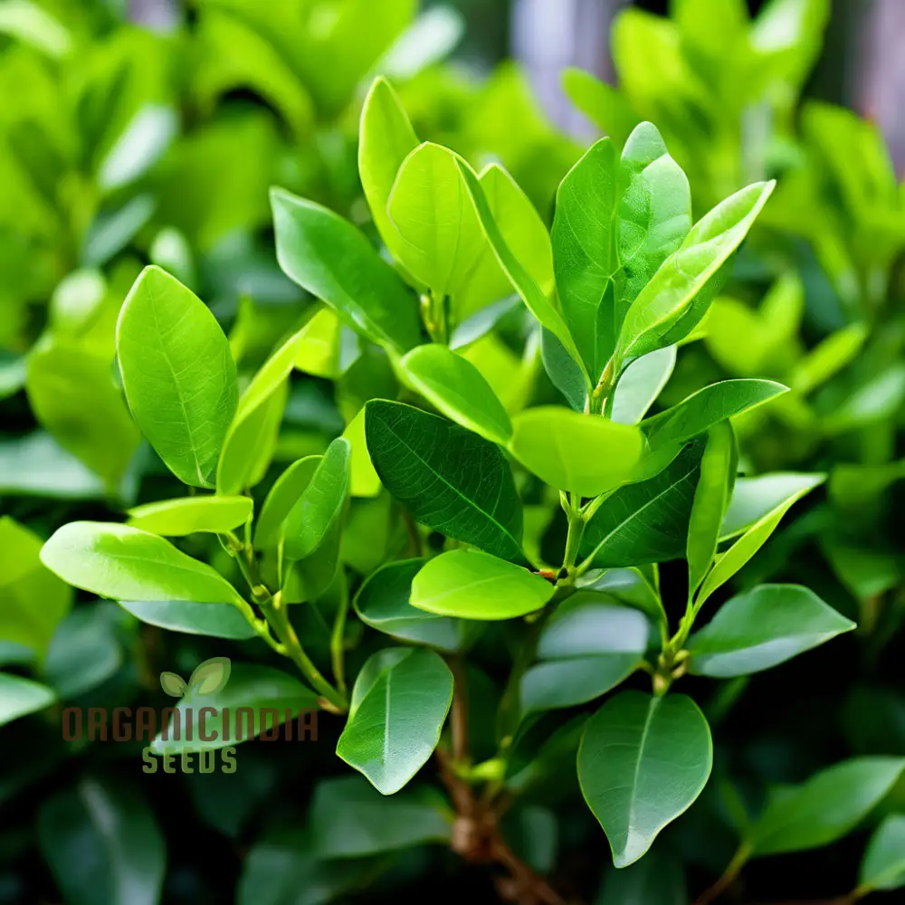 Vibrant Green Ligustrum Seeds – Premium Quality Ornamental Hedge Variety - Image 3