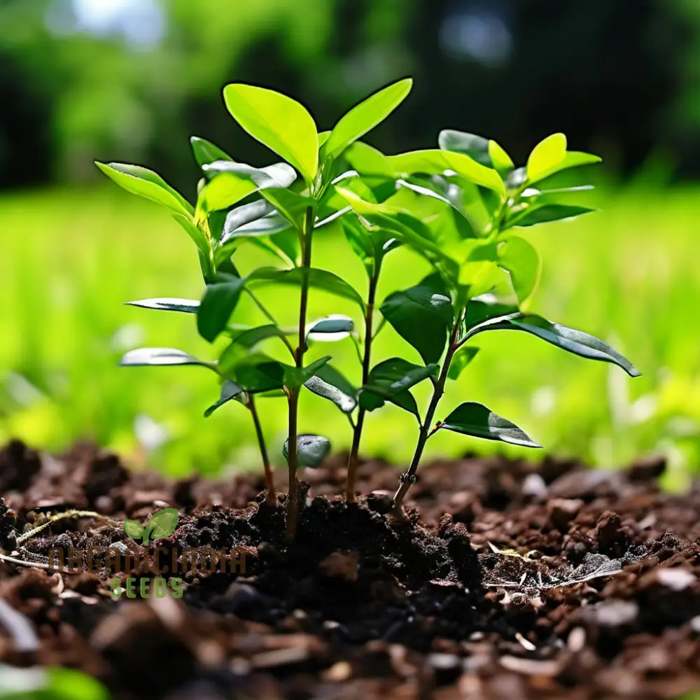 Vibrant Green Ligustrum Seeds – Premium Quality Ornamental Hedge Variety - Image 4