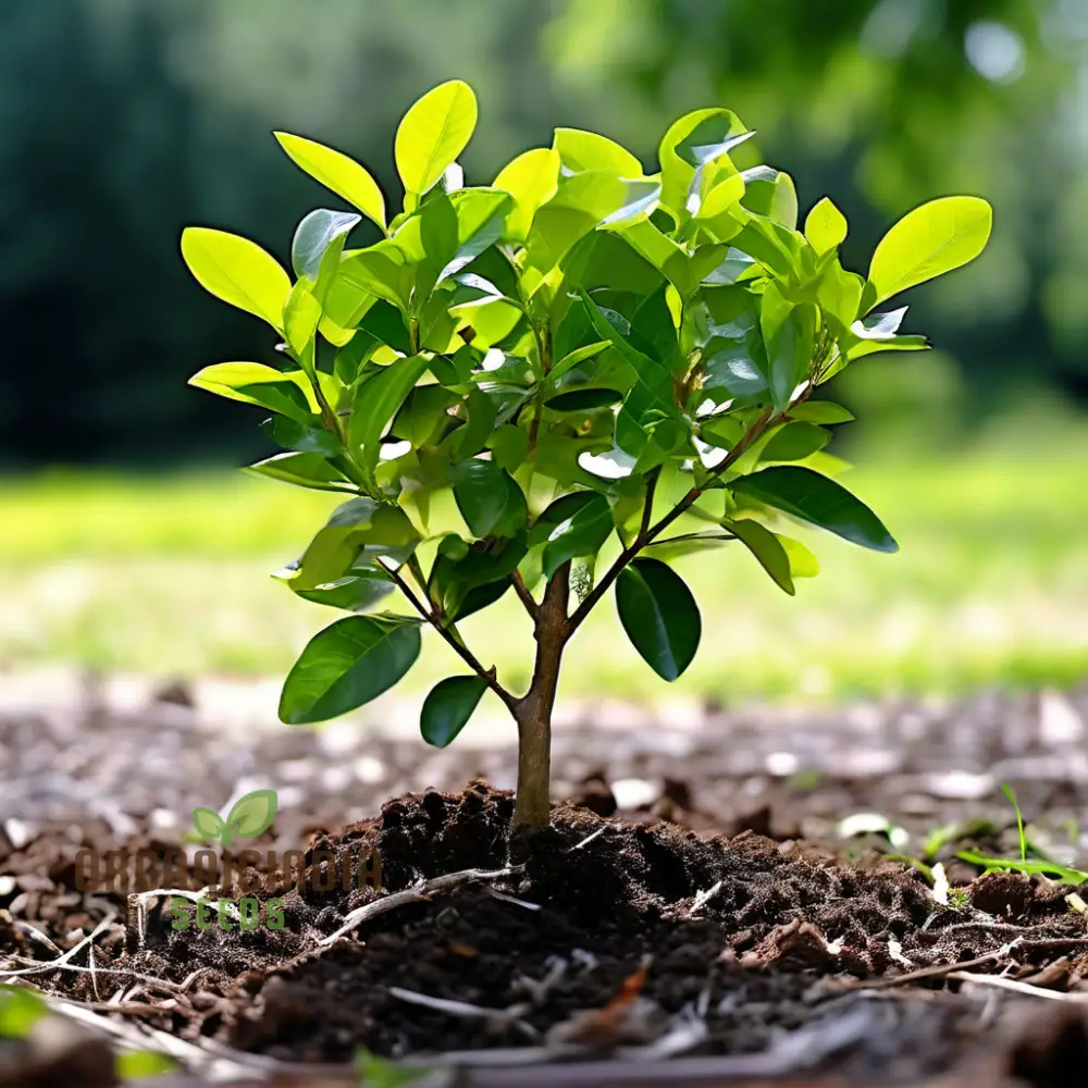 Vibrant Green Ligustrum Seeds – Premium Quality Ornamental Hedge Variety - Image 5