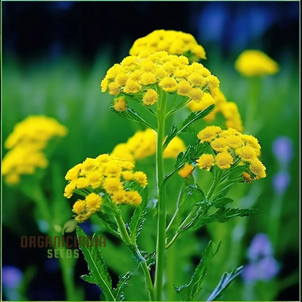 Immortelle Flower Seeds, High-Quality Seeds for Everlasting Garden Blooms and Planting - Image 3
