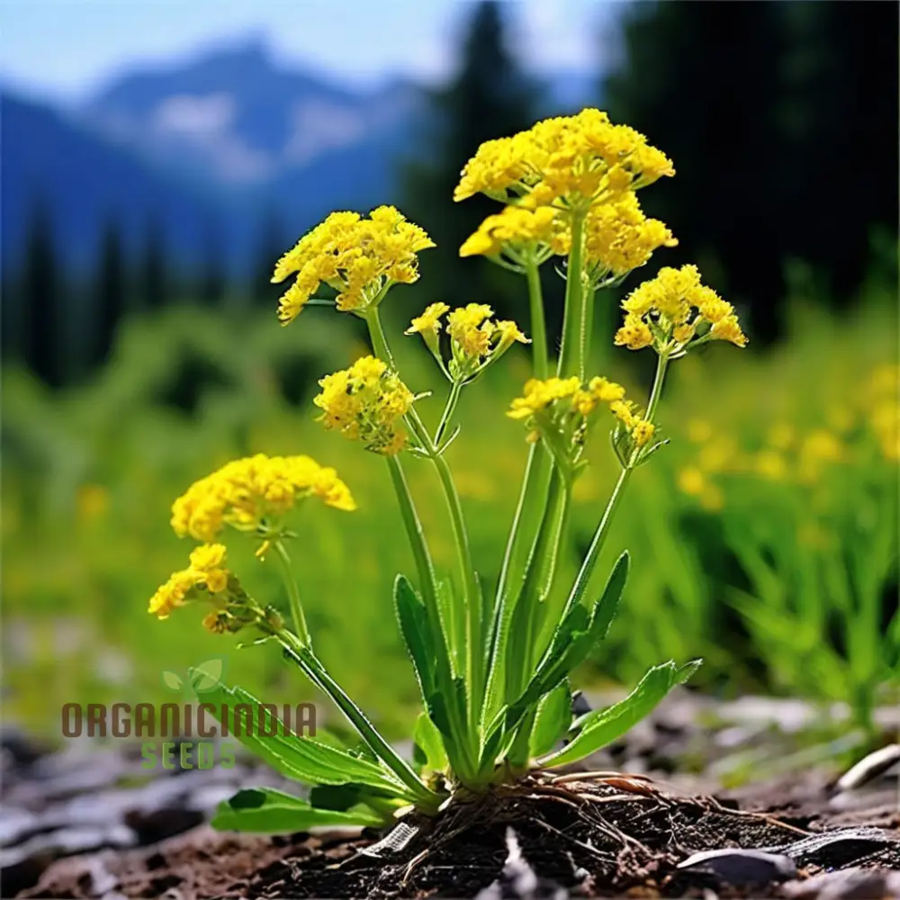 Immortelle Flower Seeds, High-Quality Seeds for Everlasting Garden Blooms and Planting - Image 4