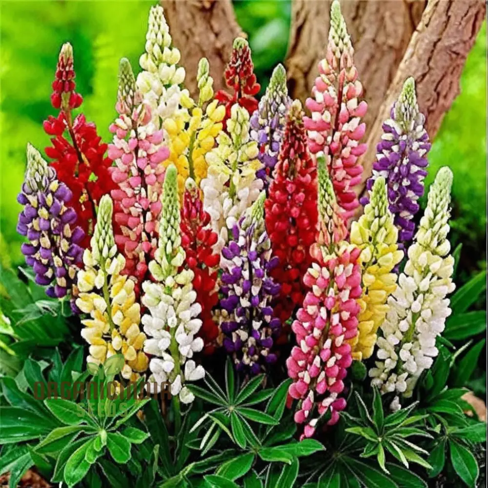 Lupini Beans Flower Seeds – Beautiful Blooms and Nutritious Beans for Home Gardens, Borders, Containers & Sustainable Growing