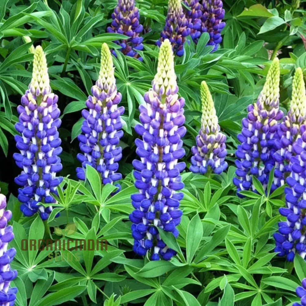 Lupini Beans Flower Seeds – Beautiful Blooms and Nutritious Beans for Home Gardens, Borders, Containers & Sustainable Growing - Image 3