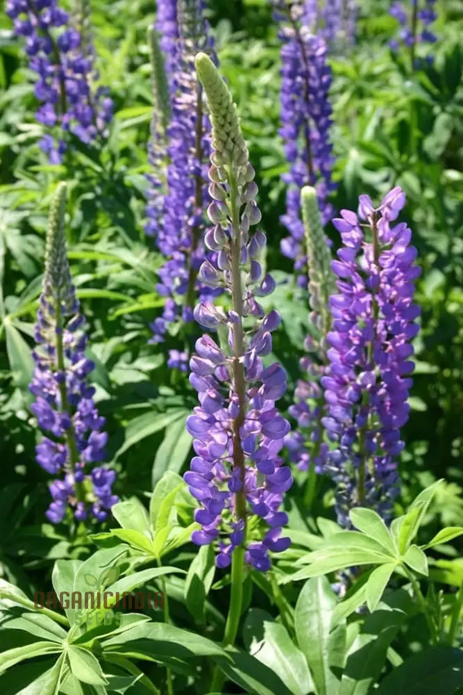 Lupini Beans Flower Seeds – Beautiful Blooms and Nutritious Beans for Home Gardens, Borders, Containers & Sustainable Growing - Image 4