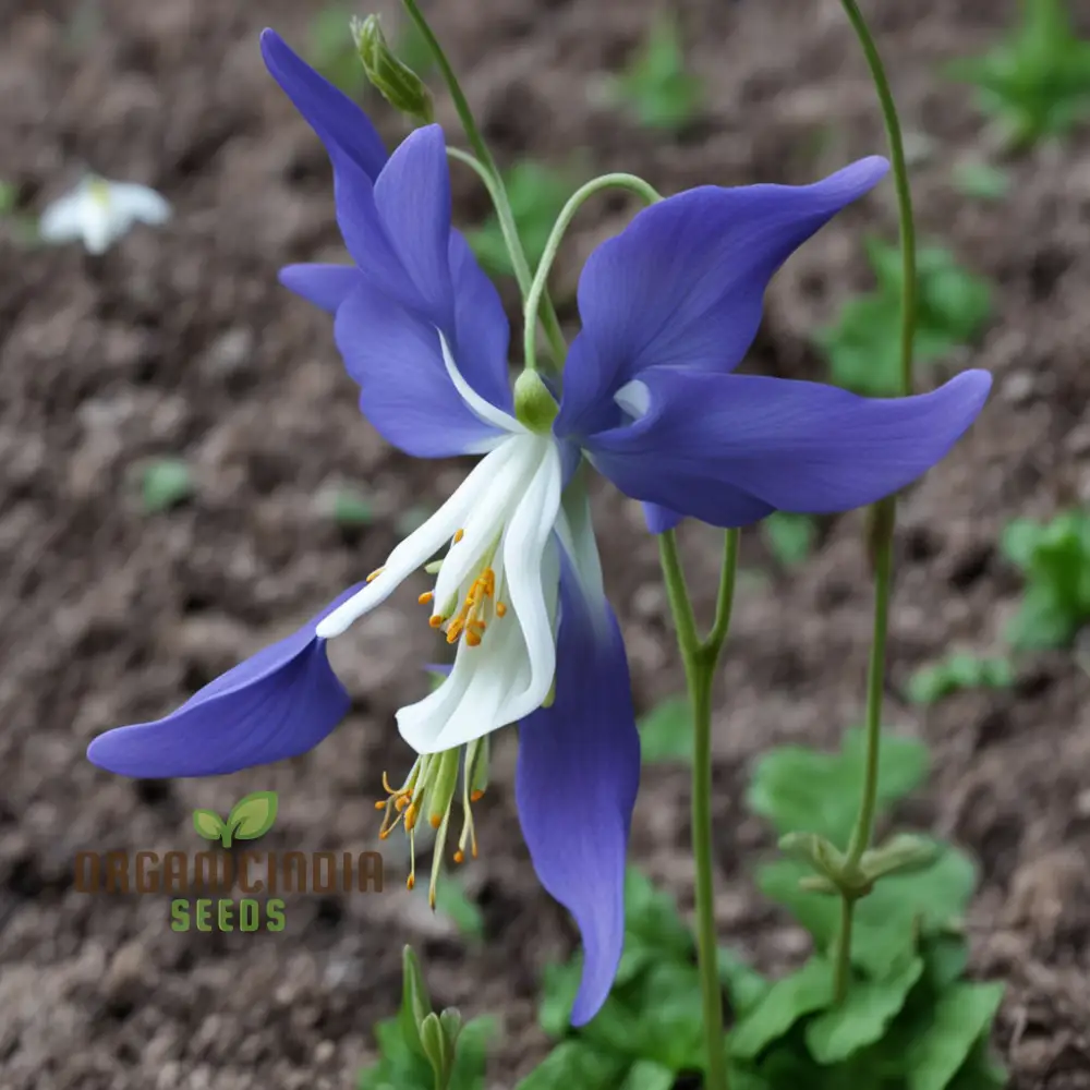 Columbine Flower Seeds - Graceful Blooms for Enchanting Garden Elegance - Image 3
