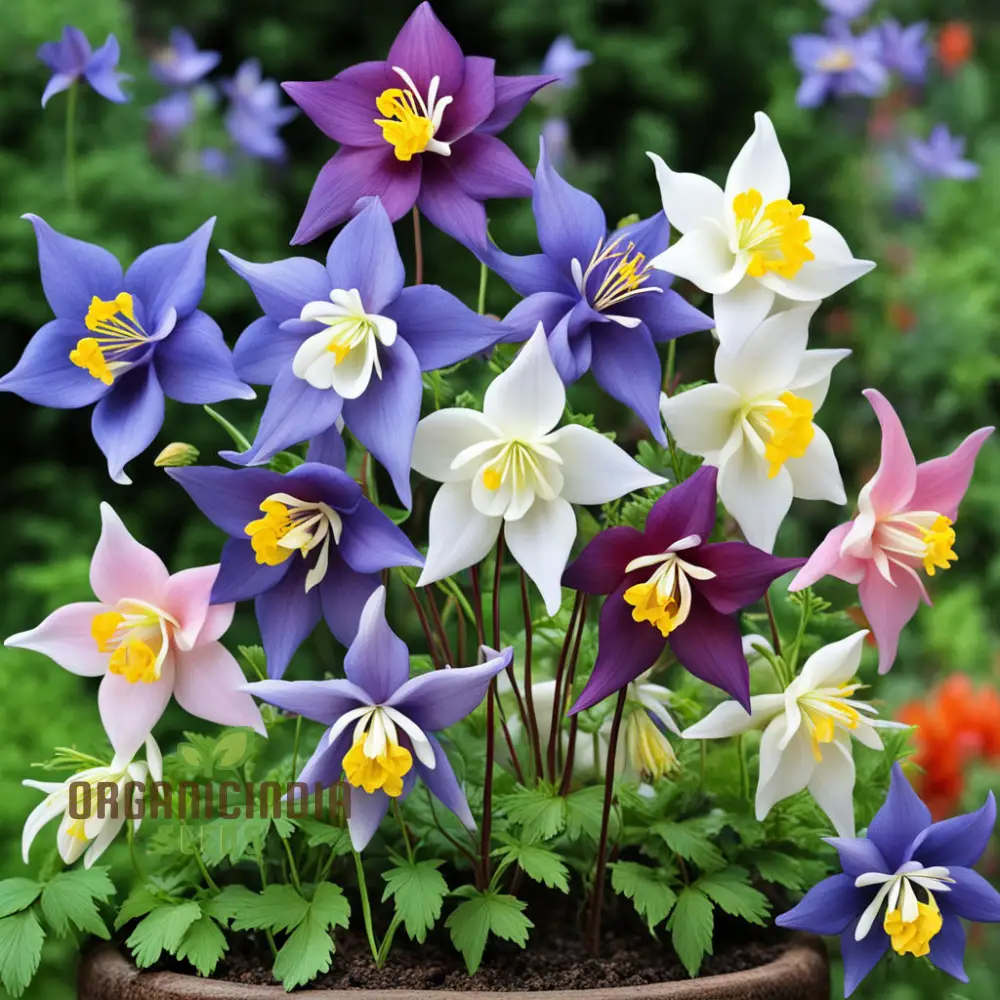 Columbine Flower Seeds - Graceful Blooms for Enchanting Garden Elegance - Image 4