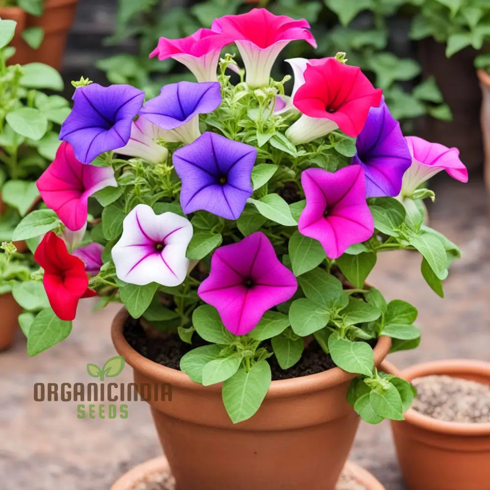 Mixed Petunia Flower Seeds - Colorful Assortment for Vibrant Garden Displays