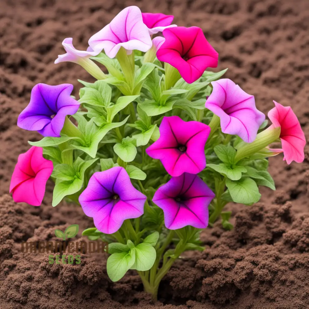 Mixed Petunia Flower Seeds - Colorful Assortment for Vibrant Garden Displays - Image 3
