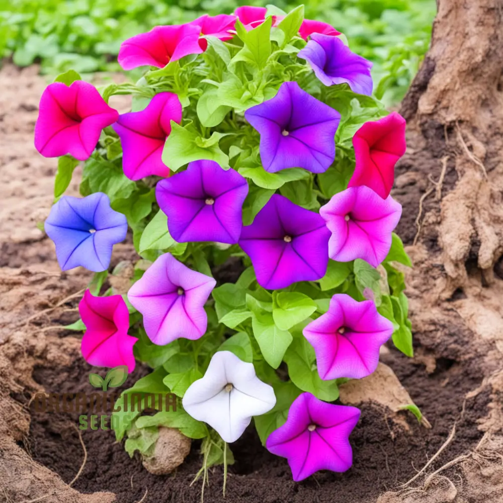 Mixed Petunia Flower Seeds - Colorful Assortment for Vibrant Garden Displays - Image 4