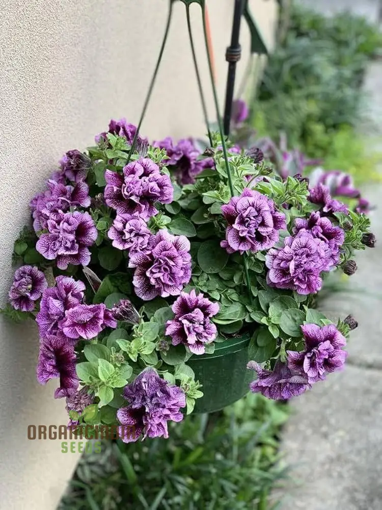 Premium Petunia Seeds – Colorful Blooms for Garden & Container Planting