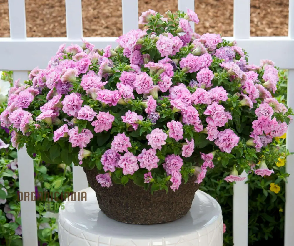Premium Petunia Seeds – Colorful Blooms for Garden & Container Planting - Image 3