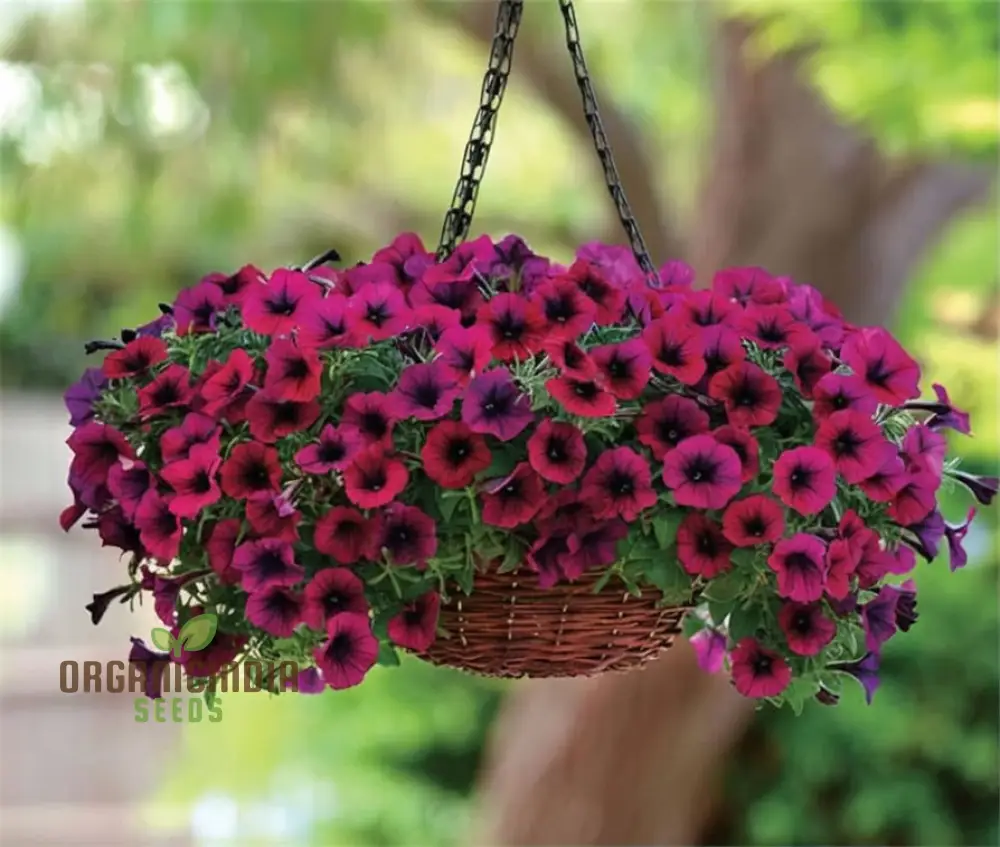 Premium Petunia Seeds – Colorful Blooms for Garden & Container Planting - Image 4