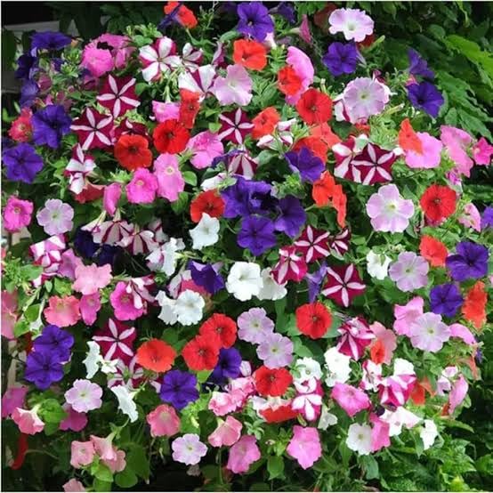 Premium Petunia Seeds – Colorful Blooms for Garden & Container Planting - Image 5