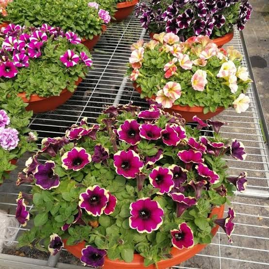 Premium Petunia Seeds – Colorful Blooms for Garden & Container Planting - Image 6