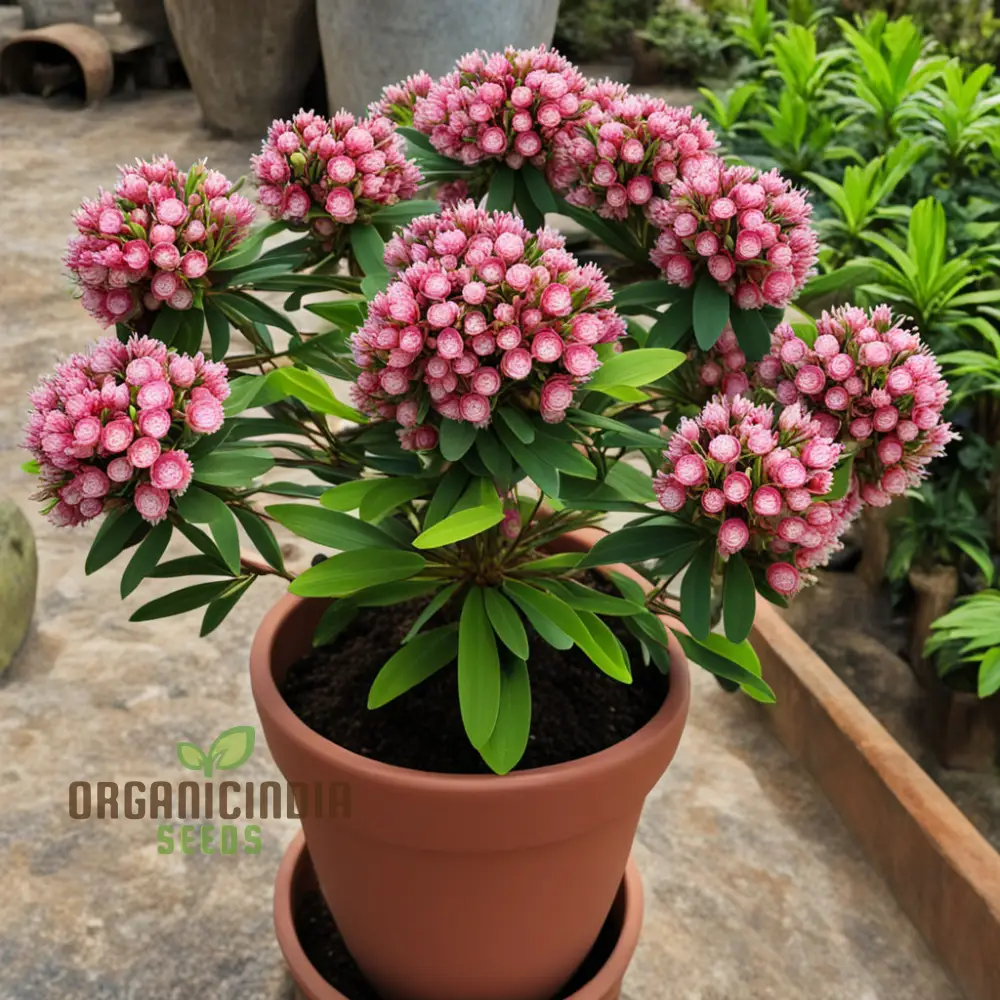 Blossom with Grace: Pink Laurel Flower Seeds - Add Elegance to Your Garden - Image 3