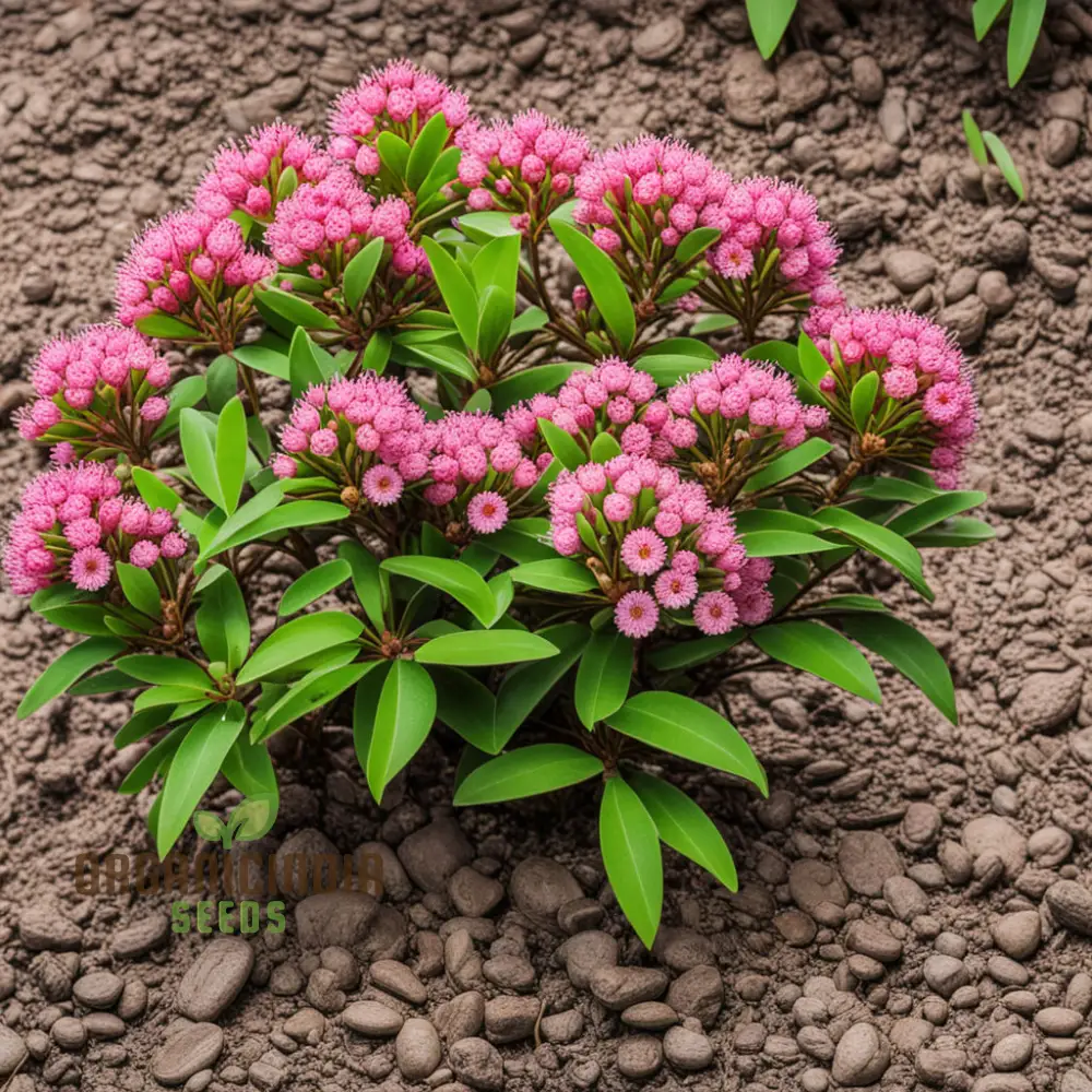 Blossom with Grace: Pink Laurel Flower Seeds - Add Elegance to Your Garden - Image 4