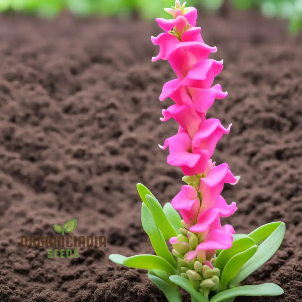Pink Snapdragon Seeds, Pink Antirrhinum Seeds, Pink Dragon Flower Seeds - Image 4