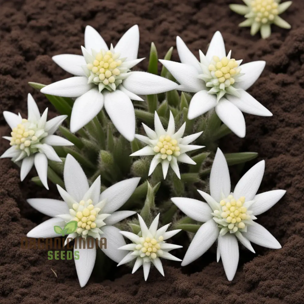 White Edelweiss Flower Seeds – Enhance Your Garden with Iconic, Delicate Blooms