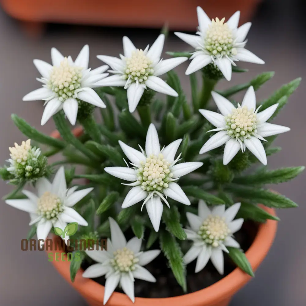 White Edelweiss Flower Seeds – Enhance Your Garden with Iconic, Delicate Blooms - Image 3
