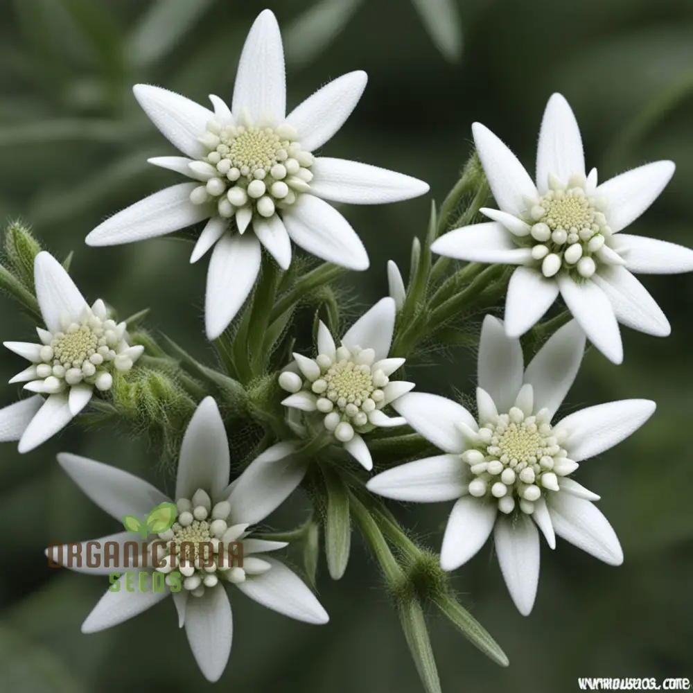 White Edelweiss Flower Seeds – Enhance Your Garden with Iconic, Delicate Blooms - Image 4