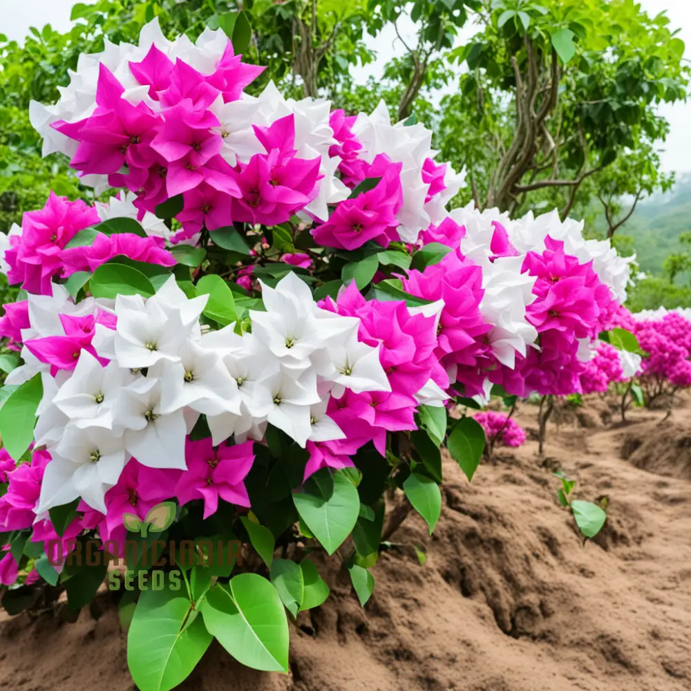 White Pink Bougainvillea Flower Seeds - Vibrant Blooms for Your Garden, Premium Flower Seeds for Planting and Gardening Enthusiasts - Image 3