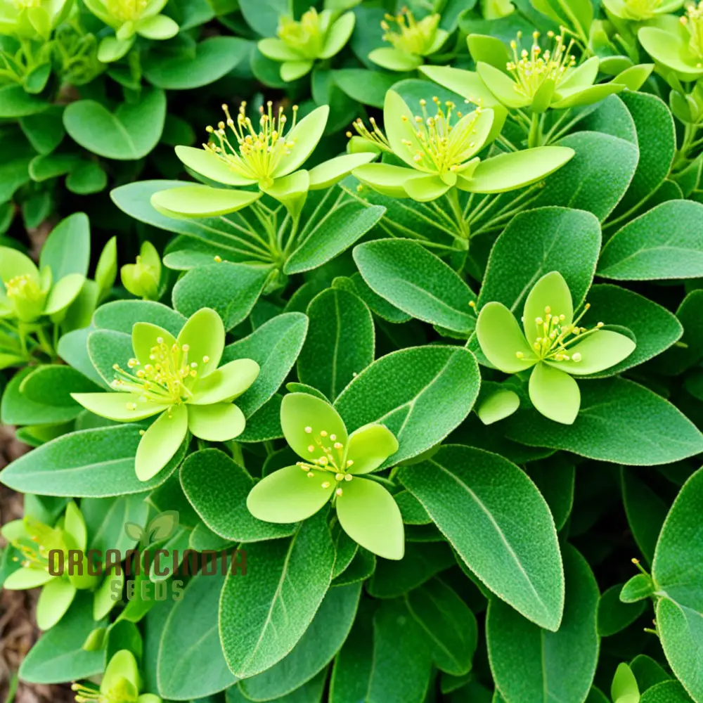 Oasis with Mediterranean Spurge Flower Seeds, Captivate Your Senses with Exotic, Beauty and Timeless Elegance