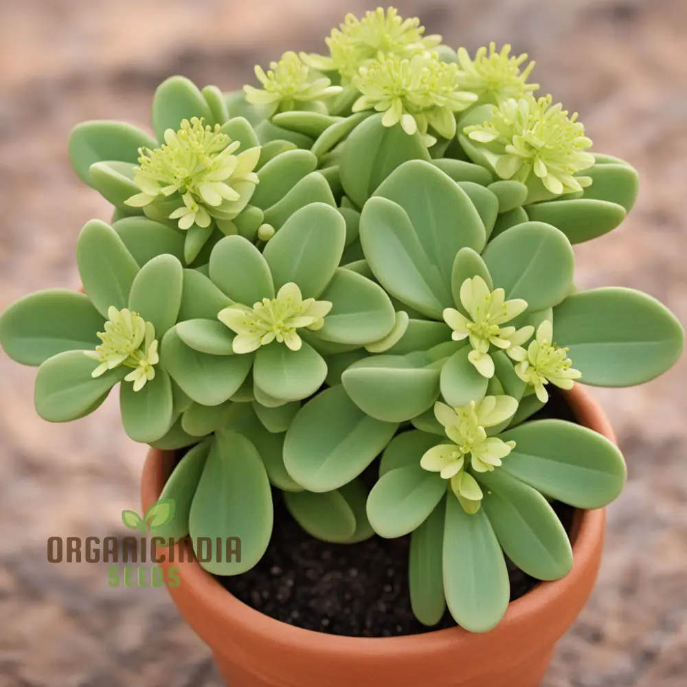 Oasis with Mediterranean Spurge Flower Seeds, Captivate Your Senses with Exotic, Beauty and Timeless Elegance - Image 3