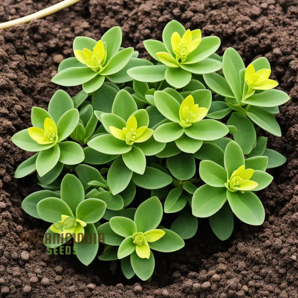 Oasis with Mediterranean Spurge Flower Seeds, Captivate Your Senses with Exotic, Beauty and Timeless Elegance - Image 4