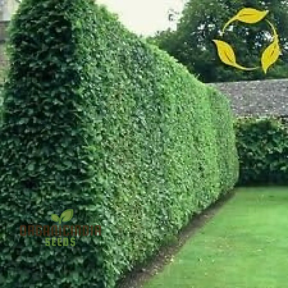 New Fresh 20pcs Green Ligustrum Vulgare Plant Seeds, Fresh 20pcs Green Ligustrum Vulgare Plant Seeds, Green Ligustrum Vulgare Plant Seeds