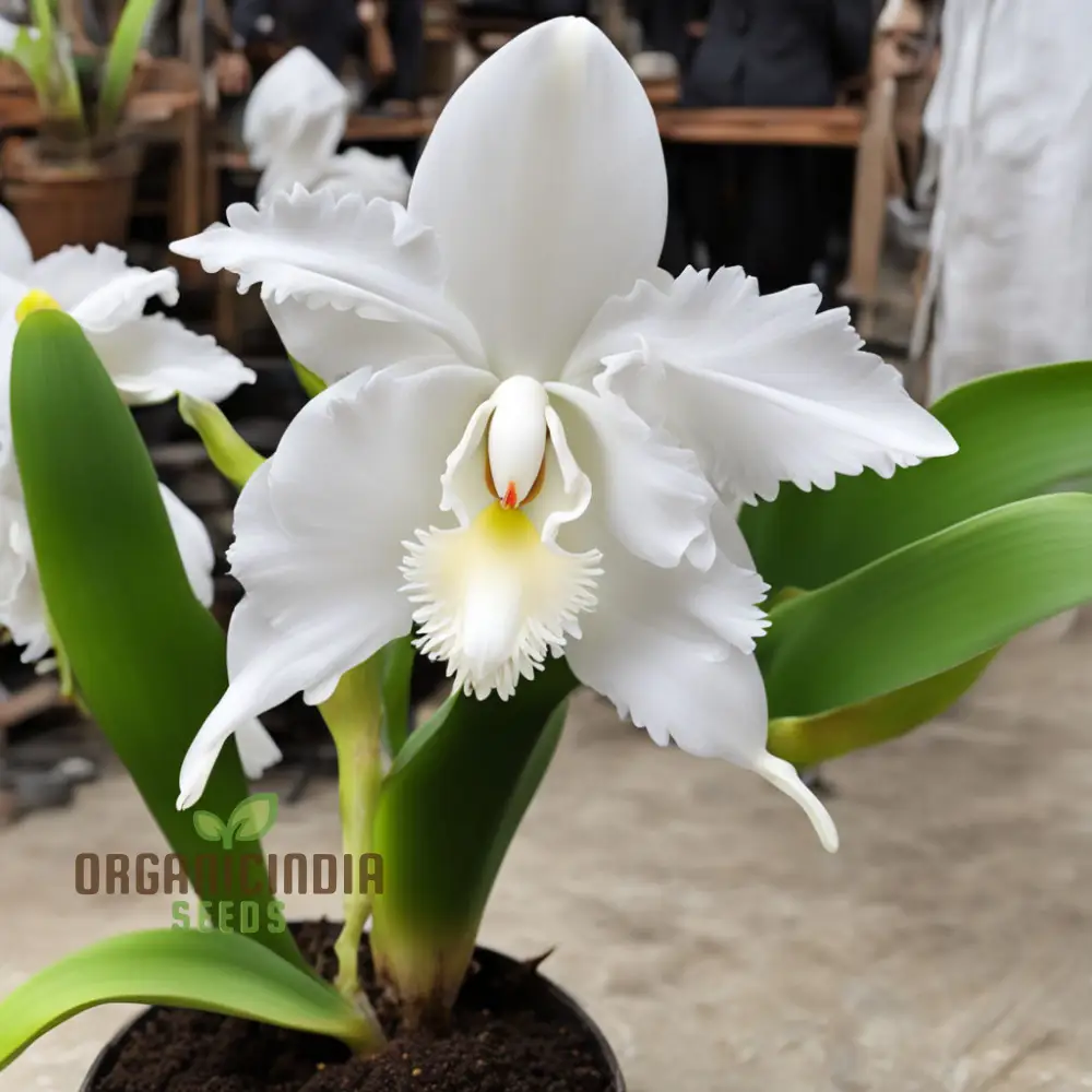 White Cattleya Flower Seeds for Planting, Elevate Your Gardening Experience with Exquisite, Sophisticated Blooms