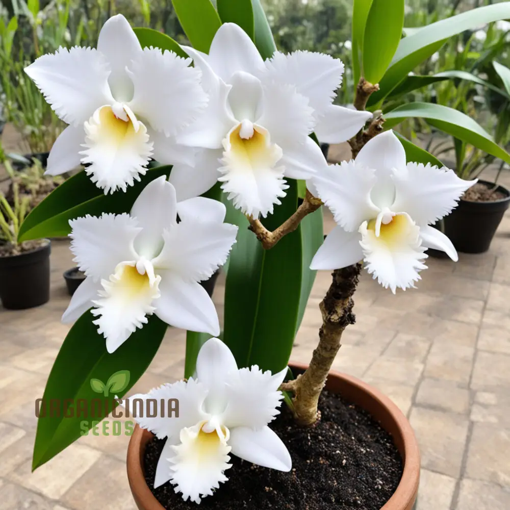 White Cattleya Flower Seeds for Planting, Elevate Your Gardening Experience with Exquisite, Sophisticated Blooms - Image 3