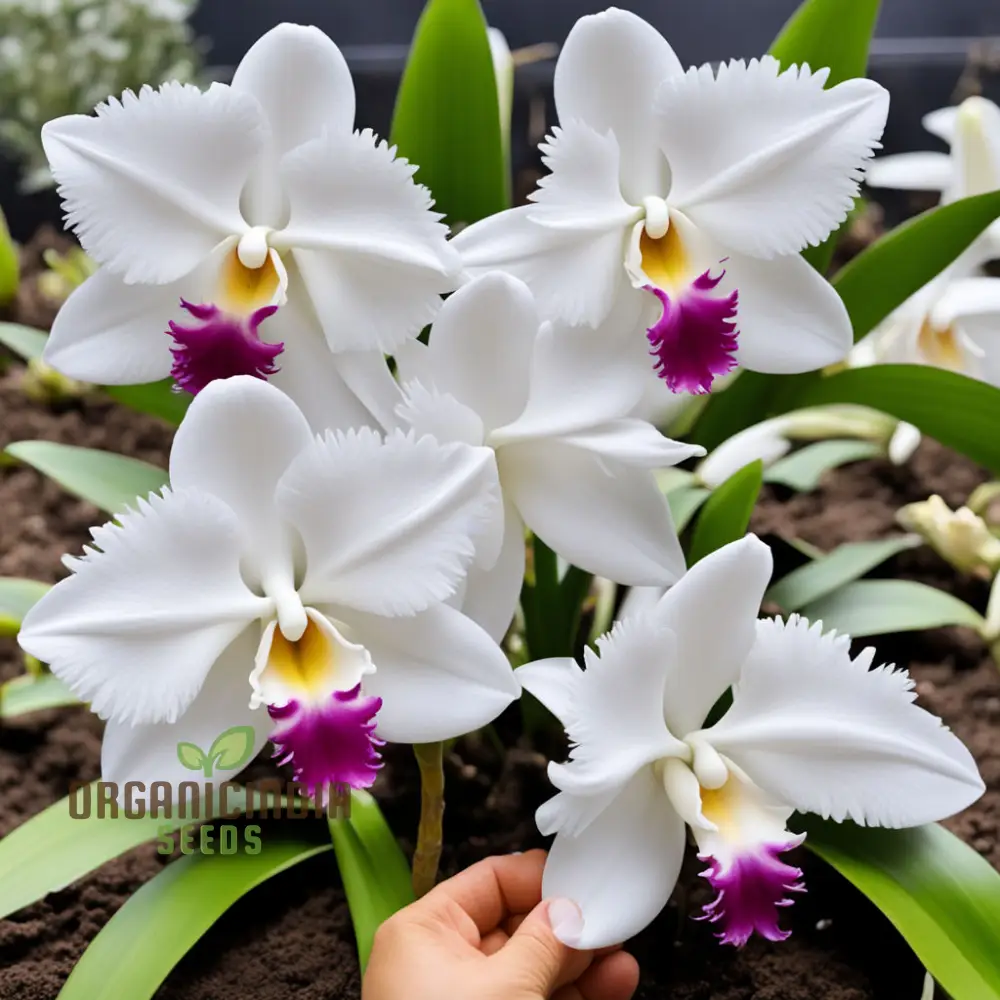White Cattleya Flower Seeds for Planting, Elevate Your Gardening Experience with Exquisite, Sophisticated Blooms - Image 4