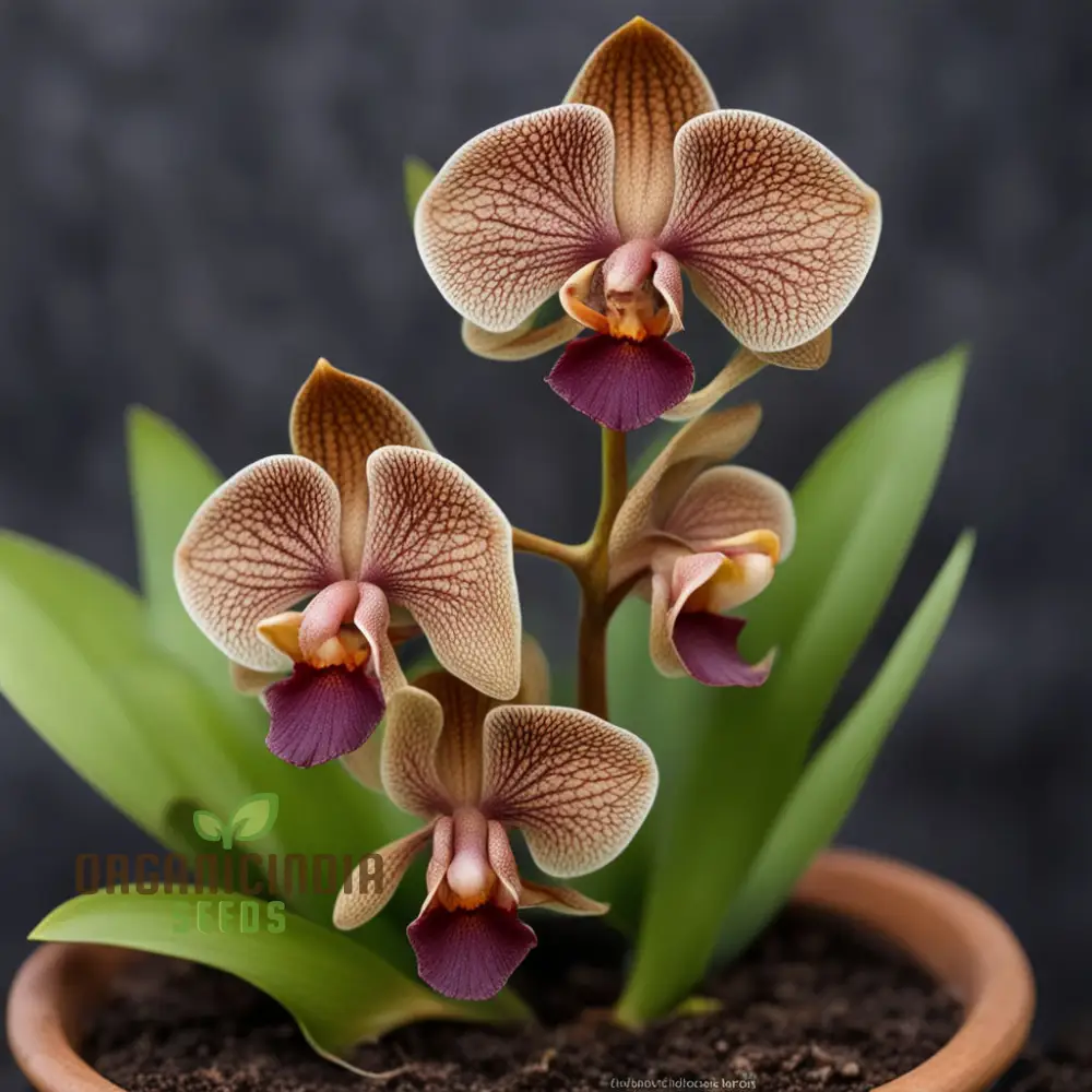 Unique Brown Dracula Flower Seeds - Add Intrigue to Your Garden with These Rare Blooms for Flower Planting and Gardening - Image 3