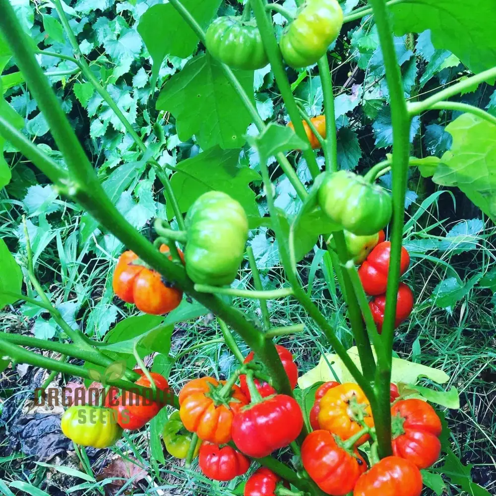 Grow Exotic Pumpkin Trees: Premium Solanum Integrifolium Seeds for Planting