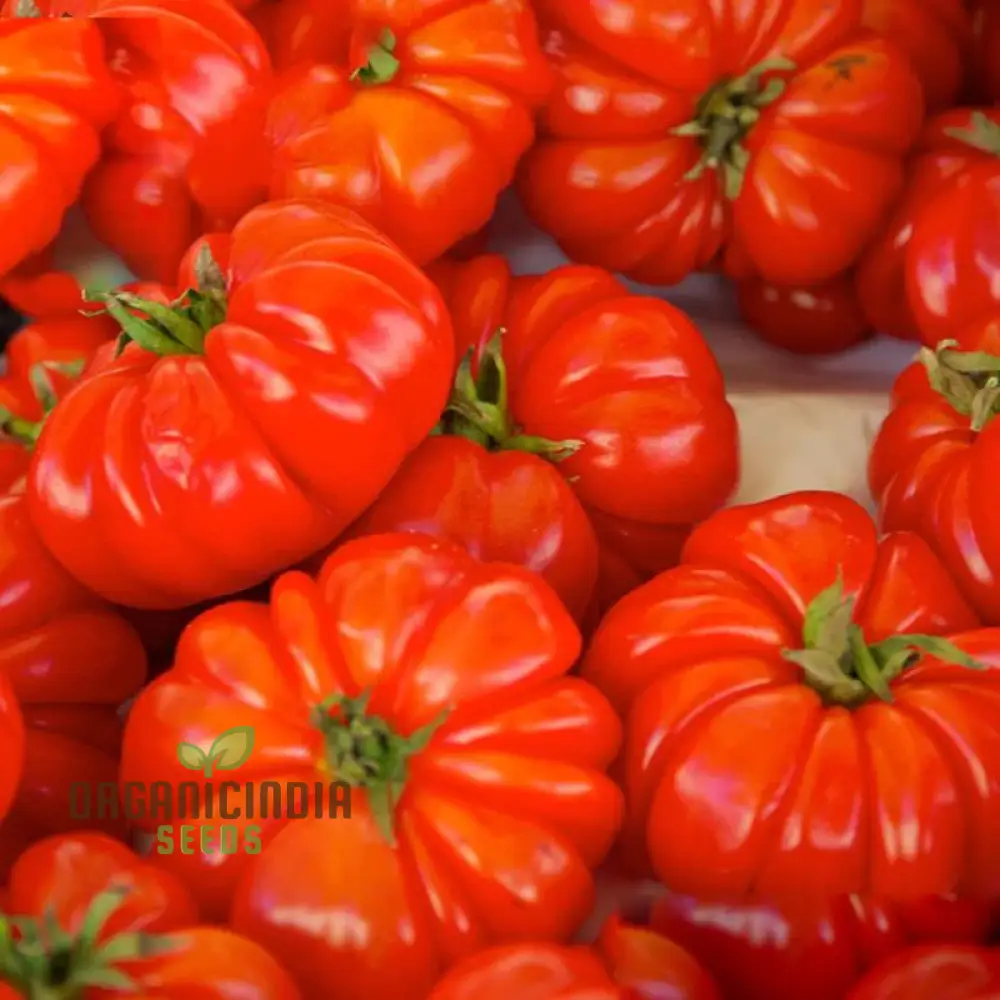 Grow Exotic Pumpkin Trees: Premium Solanum Integrifolium Seeds for Planting - Image 3