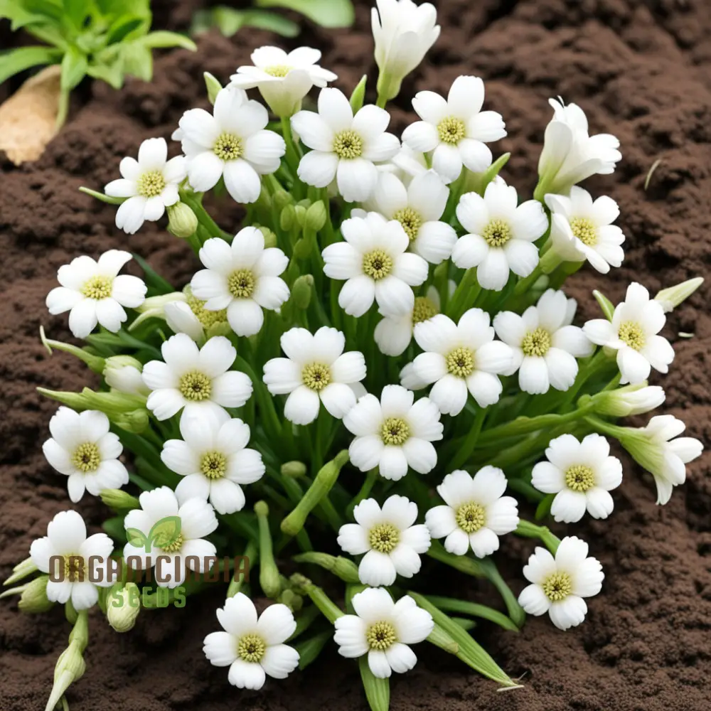 White Pasqual Flower Seeds – Elegant Blooms for Garden Planting