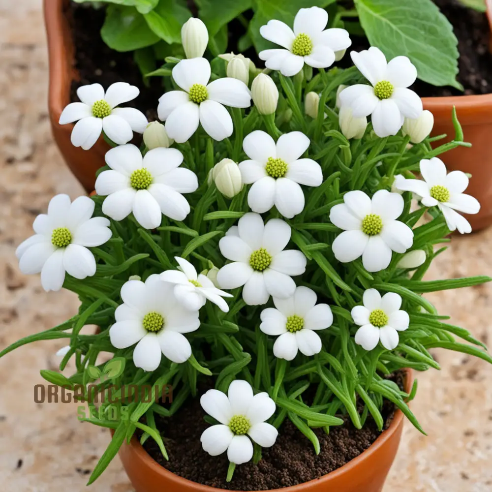 White Pasqual Flower Seeds – Elegant Blooms for Garden Planting - Image 3