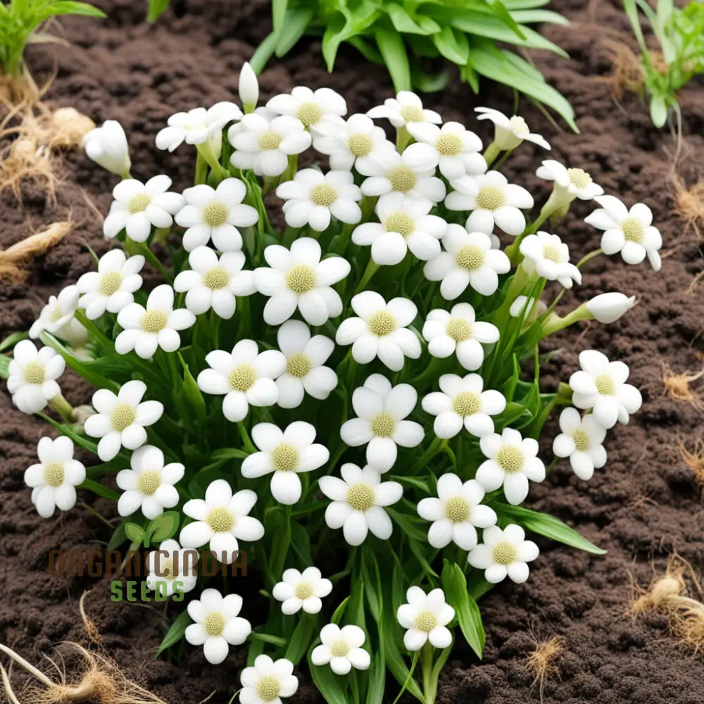White Pasqual Flower Seeds – Elegant Blooms for Garden Planting - Image 4