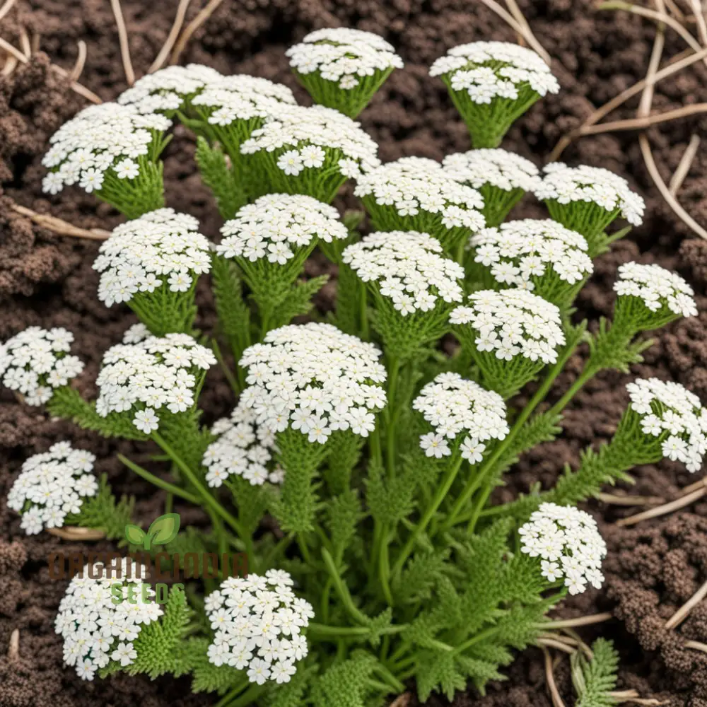 White Yarrow Flower Seeds, Pure White Blossoms for your Garden, Easy-to-Growing Yarrow Flower Seeds - Image 3