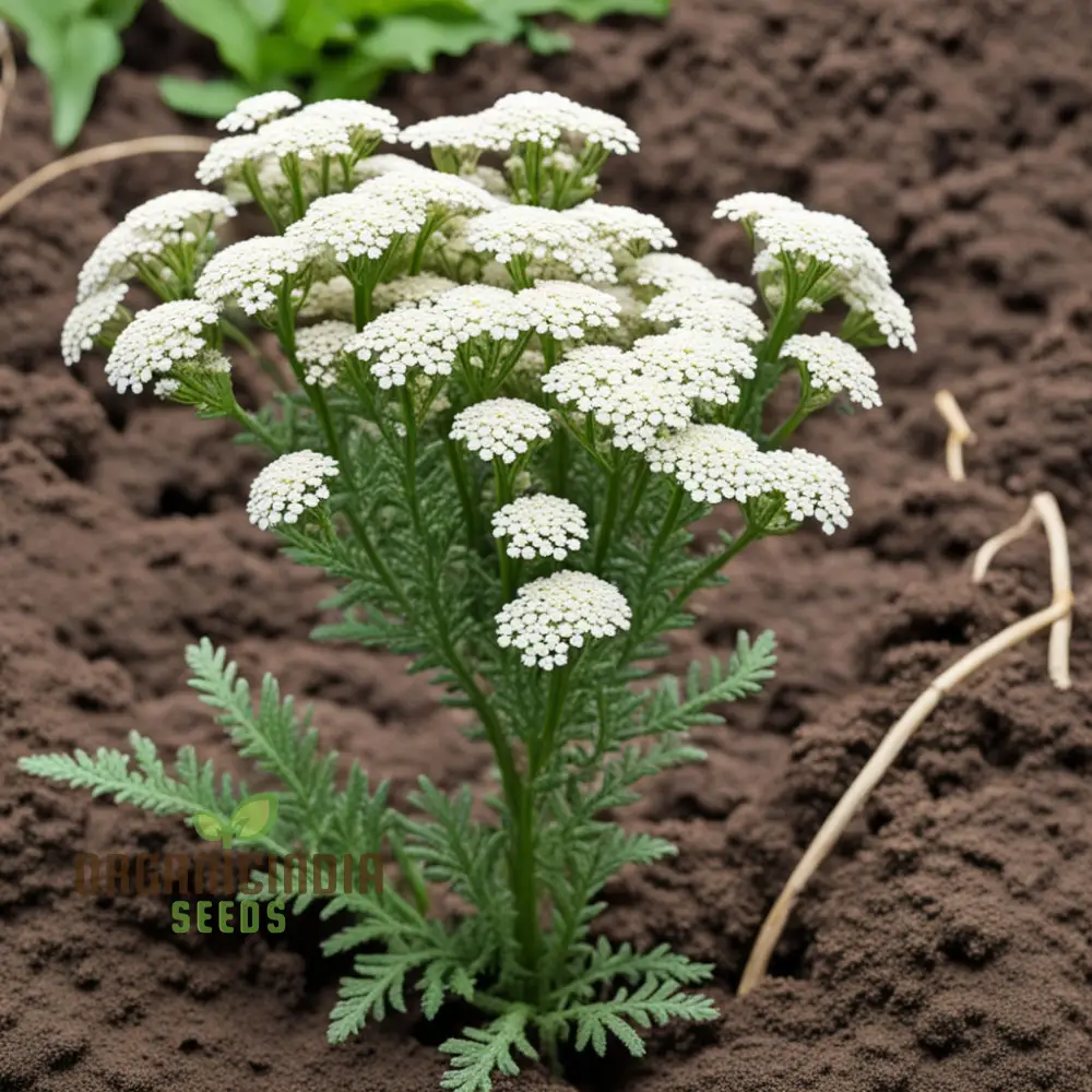 White Yarrow Flower Seeds, Pure White Blossoms for your Garden, Easy-to-Growing Yarrow Flower Seeds - Image 4