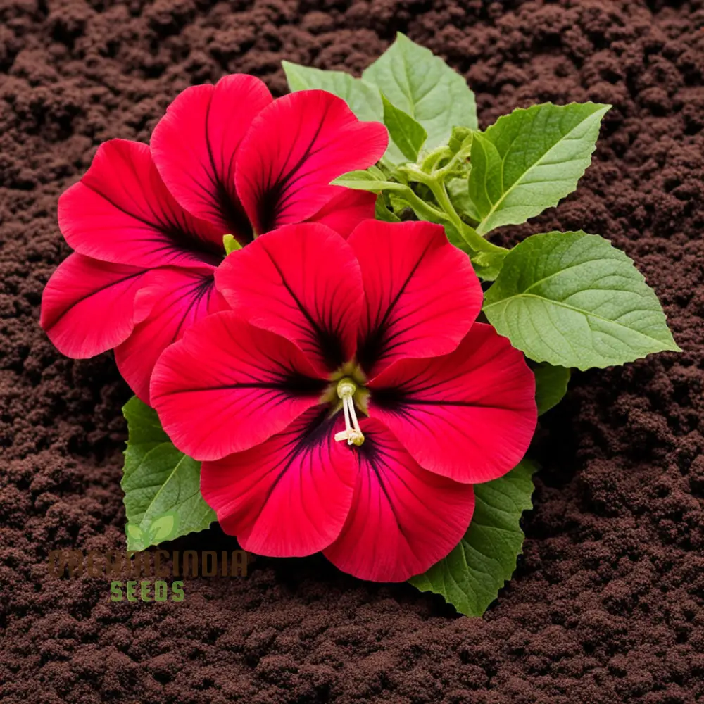 Double Wave Red Petunia Flower Seeds, Add Vibrant Color to Your Garden - Image 3