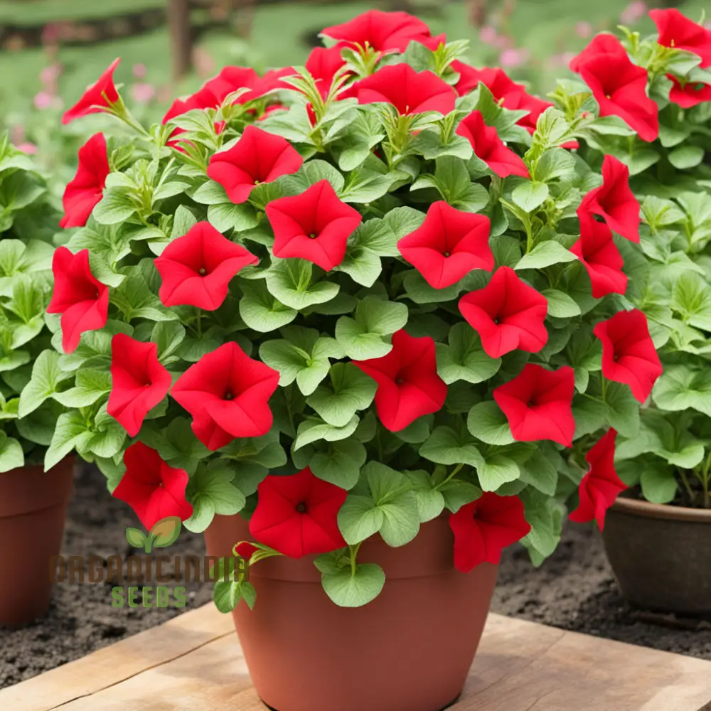 Double Wave Red Petunia Flower Seeds, Add Vibrant Color to Your Garden - Image 4