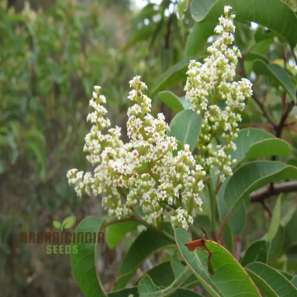 White Sumac Beauty, Assorted Flower Seeds for Your Garden Oasis