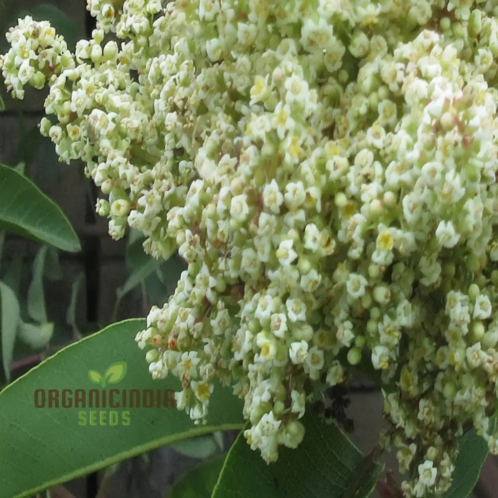 White Sumac Beauty, Assorted Flower Seeds for Your Garden Oasis - Image 3