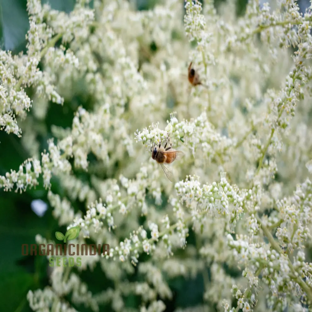 White Sumac Beauty, Assorted Flower Seeds for Your Garden Oasis - Image 4
