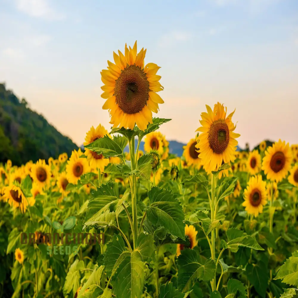 Moulin Rouge Sunflower Seeds, Exquisite Deep Red Blooms with Stunning Garden - Image 4