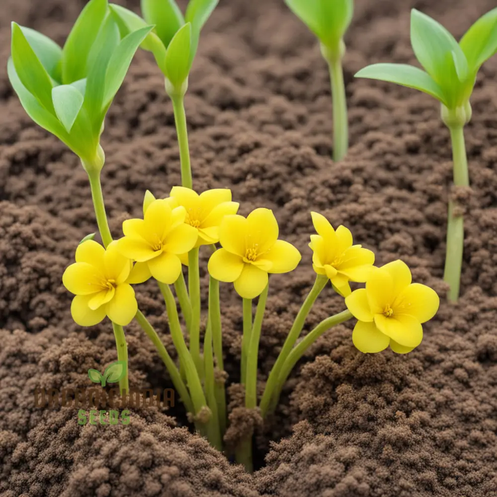 Yellow Densiflorum Flower Seeds - Bright Blossoms for Sunny Garden Borders - Image 4