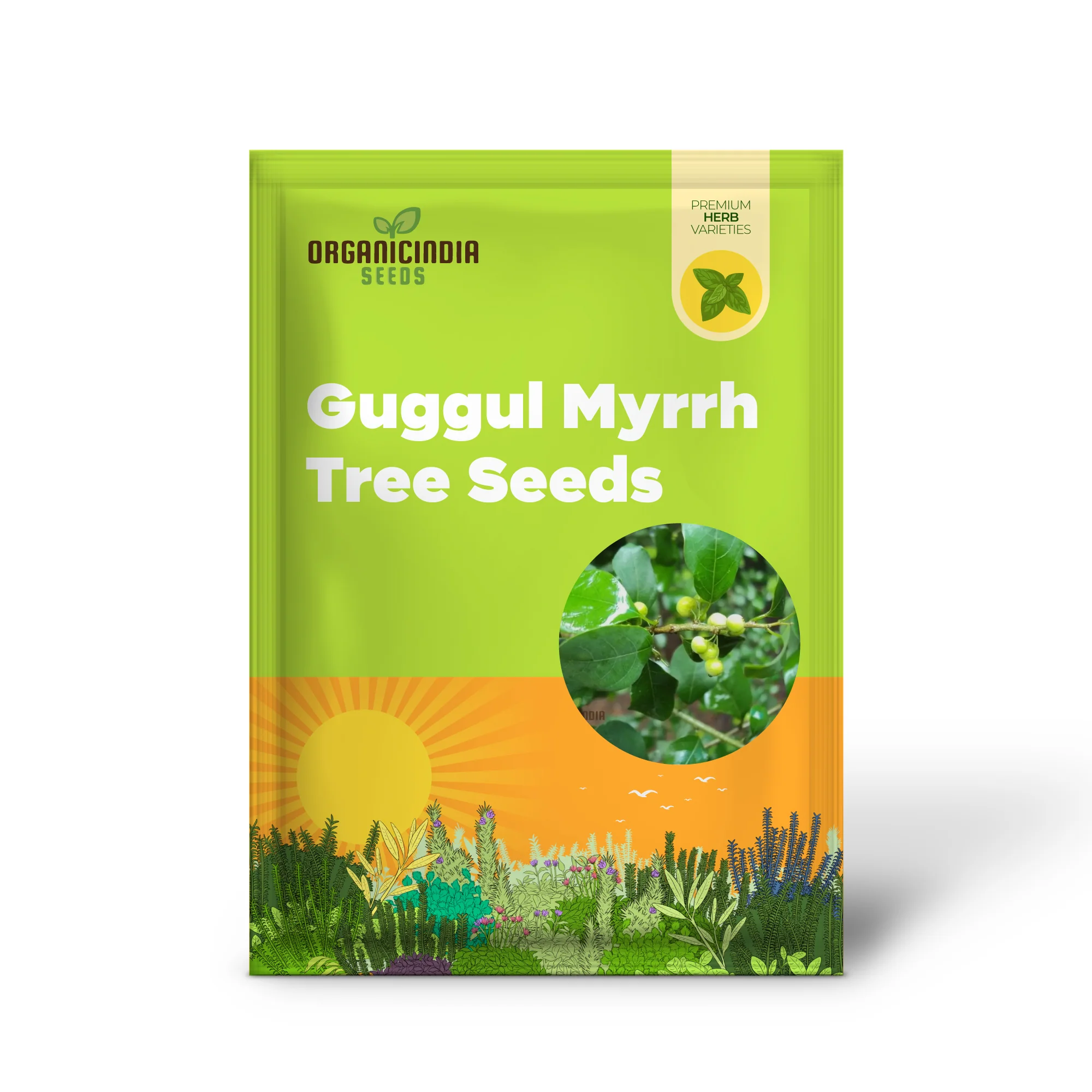 Commiphora Wightii Guggul Myrrh Tree Seeds - Cultivate Your Own Medicinal Oasis - Image 3