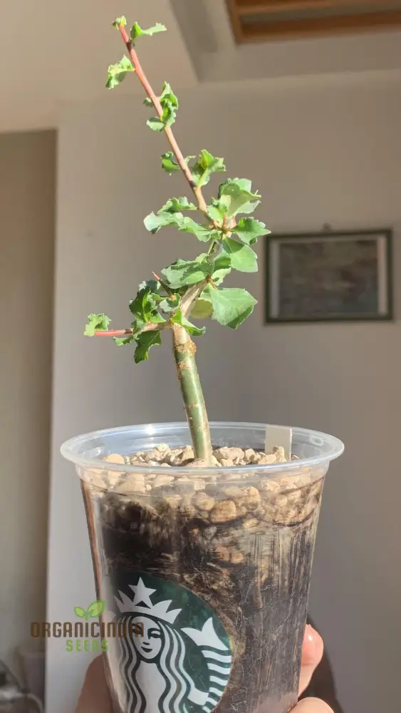 Commiphora Wightii Guggul Myrrh Tree Seeds - Cultivate Your Own Medicinal Oasis - Image 4